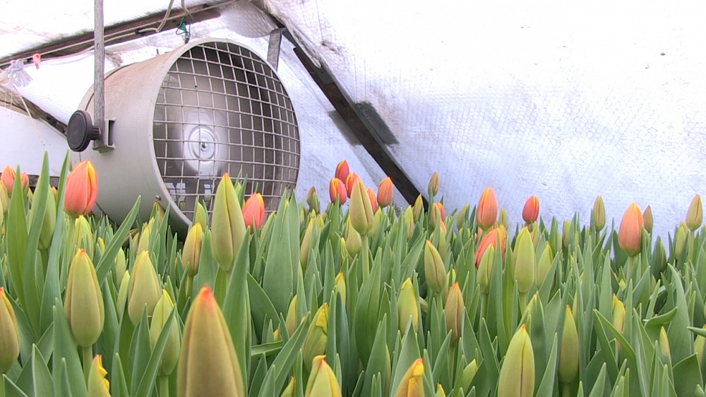 Агрономы Миасса выращивают тюльпаны