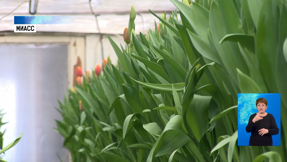 В Миассе выращивают 25 сортов тюльпанов