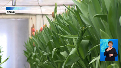 В Миассе выращивают 25 сортов тюльпанов