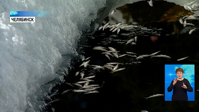 На Студенческом карьере гибнет рыба