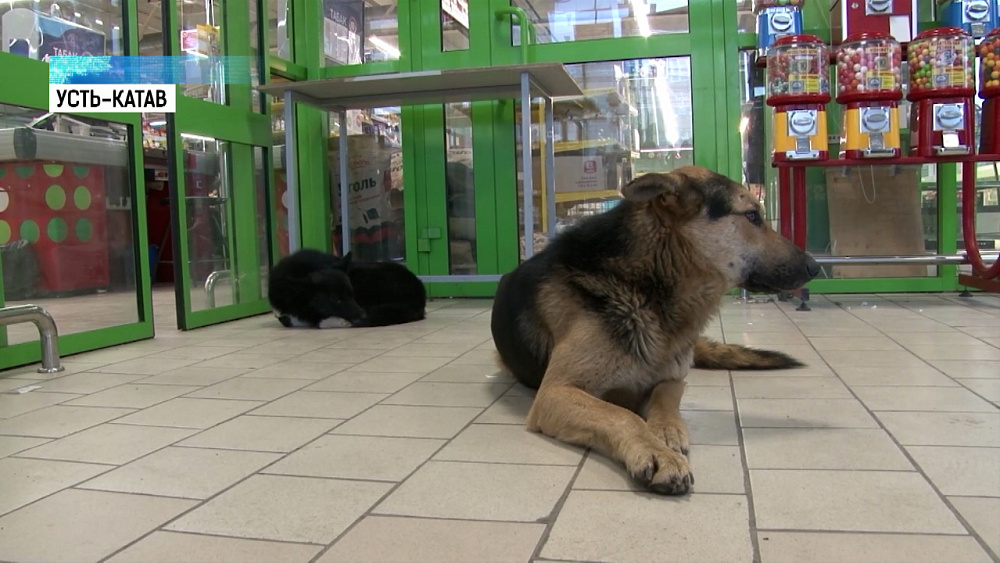 В регионе участились нападения бездомных собак