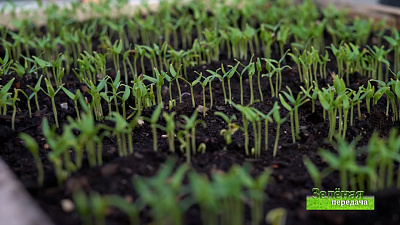 Зеленая передача 11.03.2021