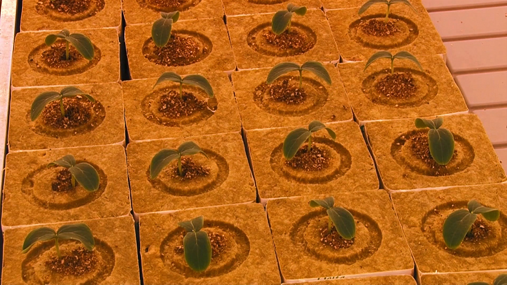 Рабочие своровали овощи из теплиц