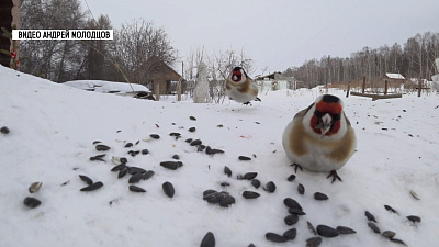 Лесные птицы предвещают потепление
