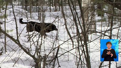 Неизвестный расстрелял собак в бору Неизвестный расстрелял собак в бору