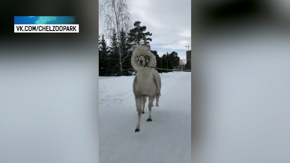 Альпака из челябинского зоопарка обрадовалась педикюру