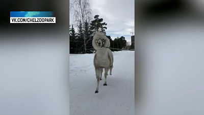 Альпака из челябинского зоопарка обрадовалась педикюру