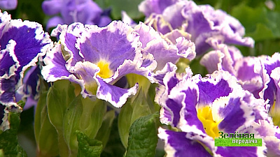 Зеленая передача 18.03.2021