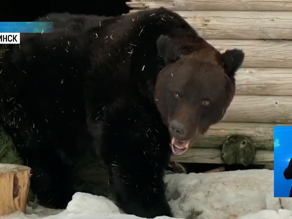 пробуждение медведя. зимняя спячка медведя. зоопарк лимпопо гималайский медведь. большереченский зоопарк медведи. бурый медведь в роевом ручье.