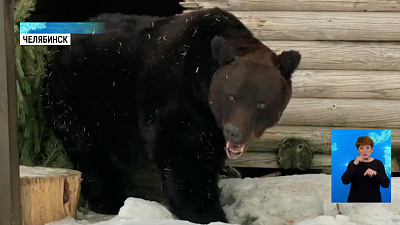В зоопарке из спячки вышел медведь Степан