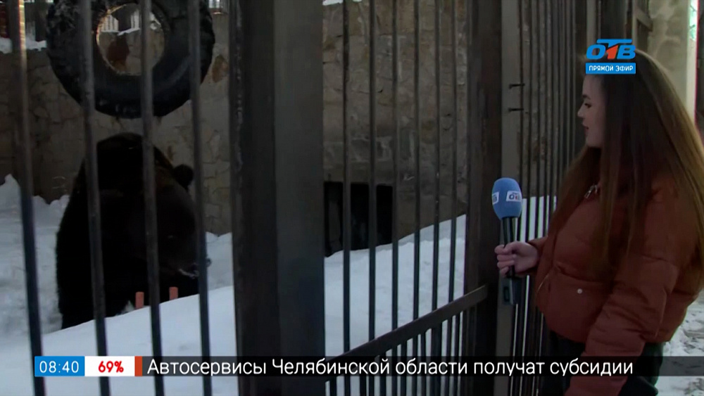 Прямое включение — Медведи проснулись