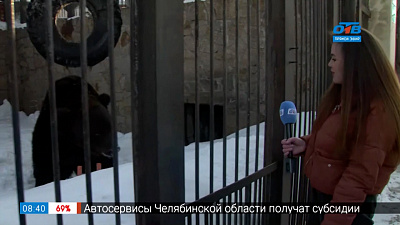 Прямое включение — Медведи проснулись