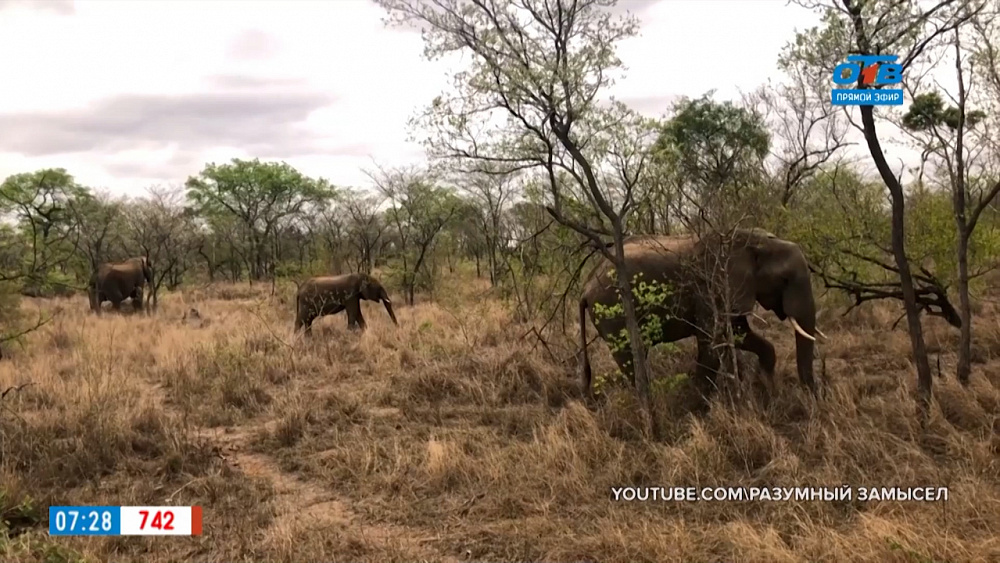 Чей хвост — Хвост слона