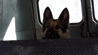 Служебная собака нашла украденные квадроциклы