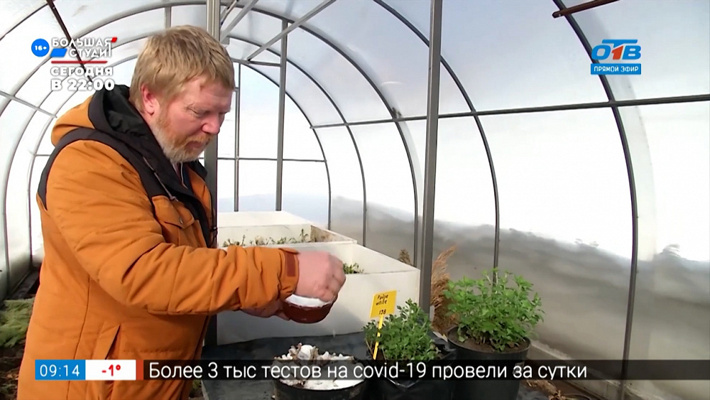 Руки садовода — Хризантема после зимовки