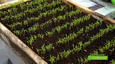 Зеленая передача 25.03.2021