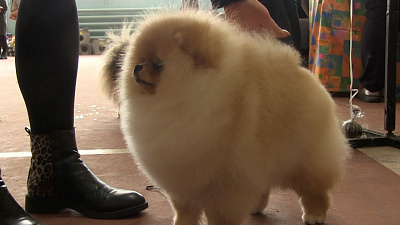 В Миассе выбирают «Лучшую собаку»