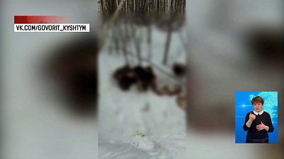 Браконьеры расправились с лосем