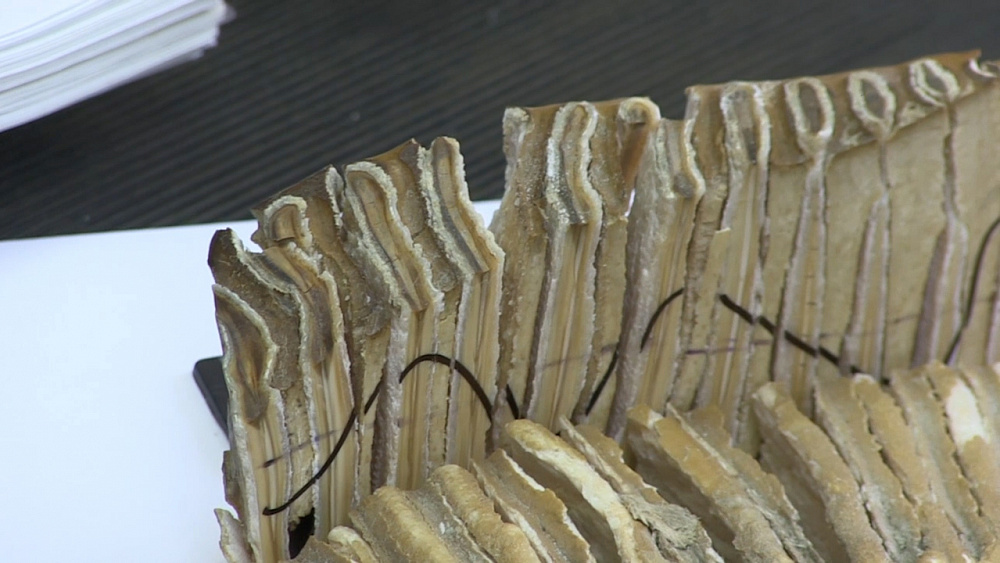 В Миассе исследуют останки мамонта