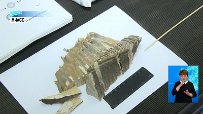 В Миассе изучают останки древнего мамонта