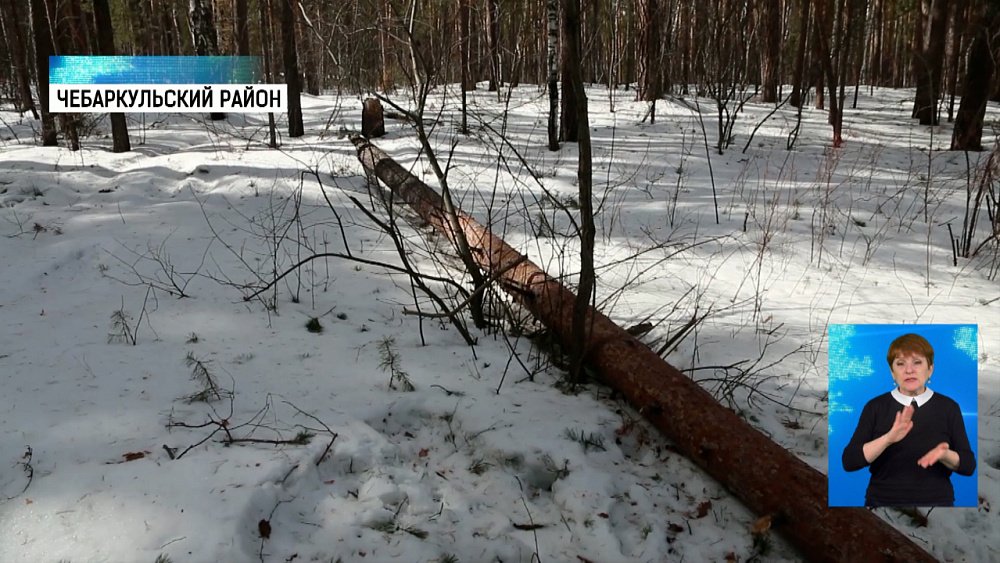 У озера Кисегач рубят деревья