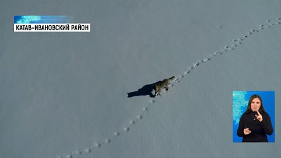В «Зигальге» засняли волка