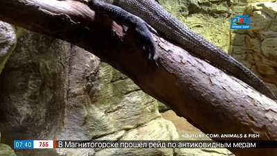 Чей хвост — Плащеносная ящерица