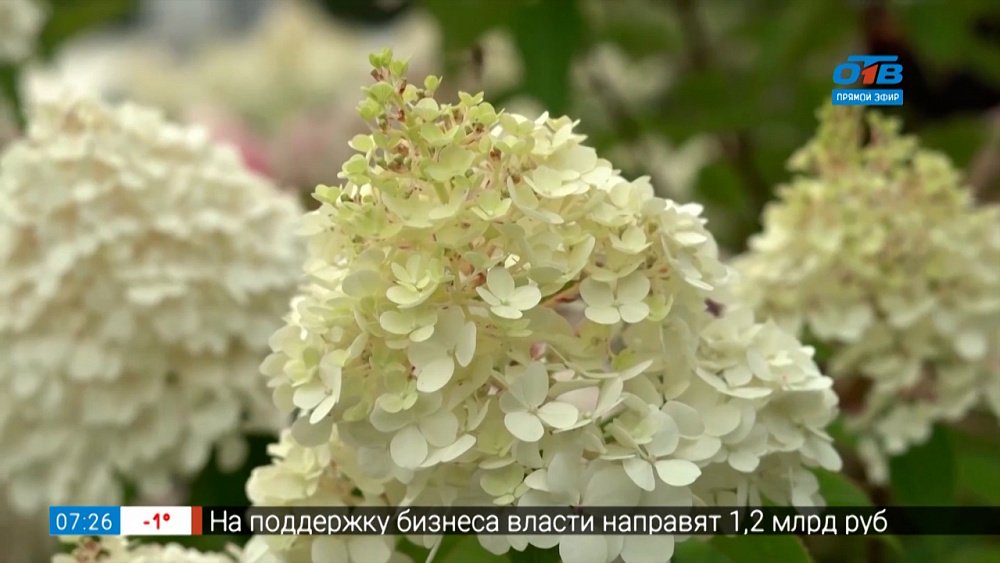 Руки садовода — Как выбрать саженцы гортензии