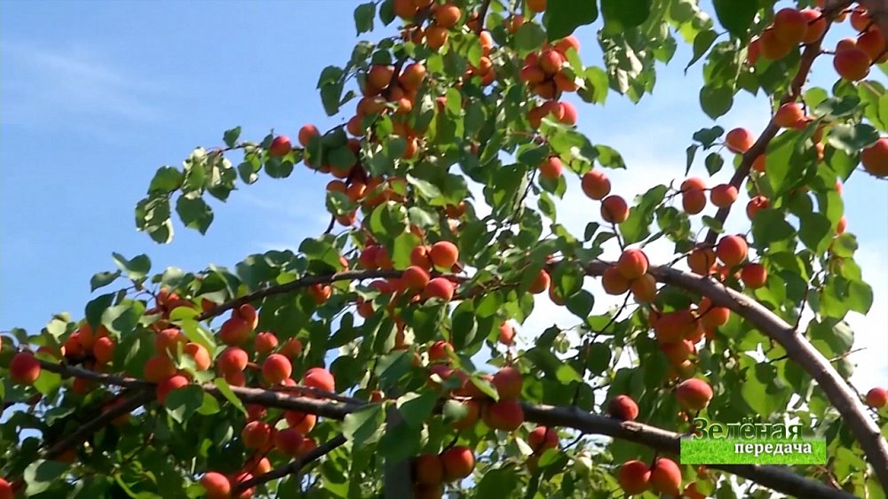 Зеленая передача 01.04.2021