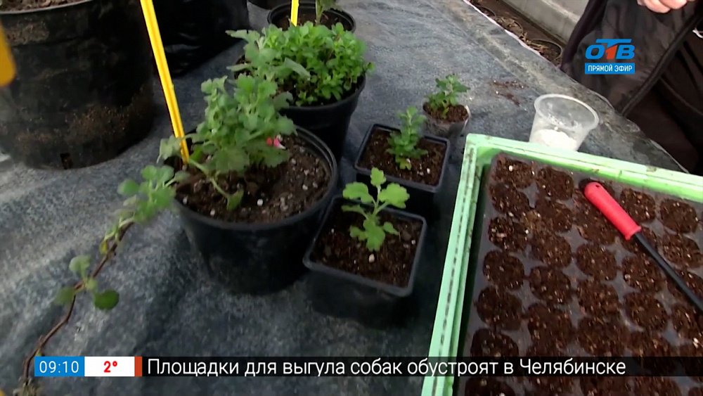 Руки садовода — Размножение хризантем весной