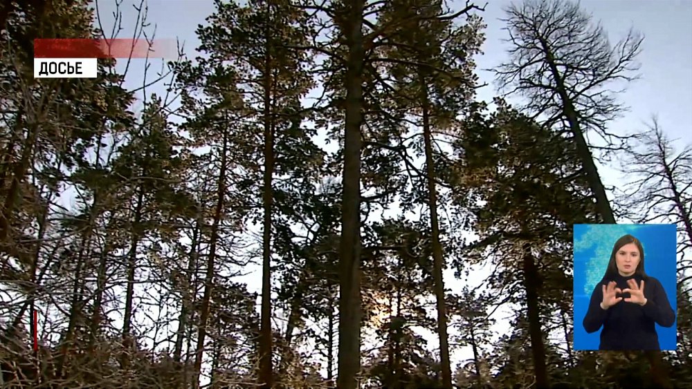 В посёлке найдено тело младенца