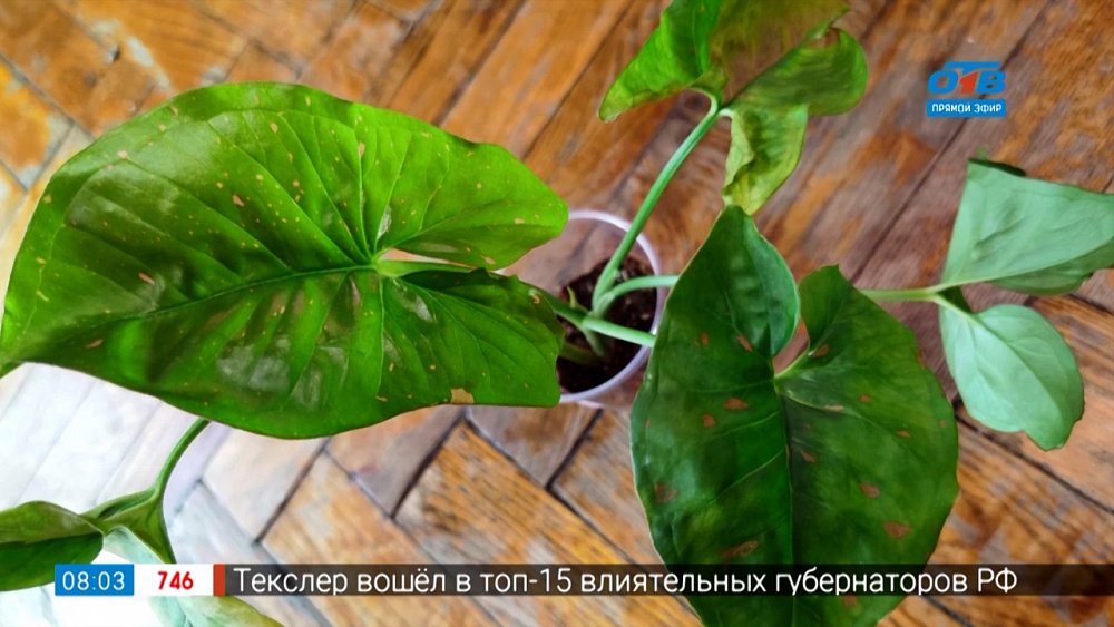 Руки садовода — Сорта и разновидности сингониумов