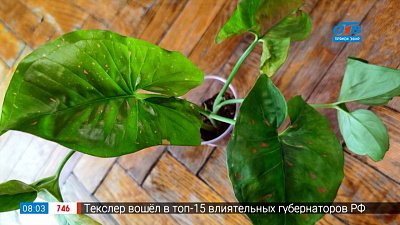 Руки садовода — Сорта и разновидности сингониумов