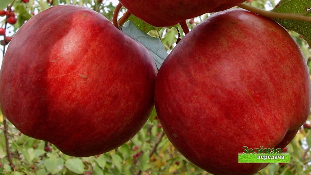 Зеленая передача 08.04.2021