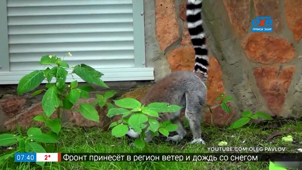 Чей хвост? — Хвост лемура