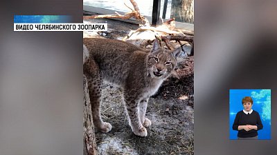 Персей вышел погреться на солнышке