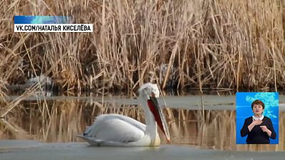 На Южный Урал прилетели пеликаны