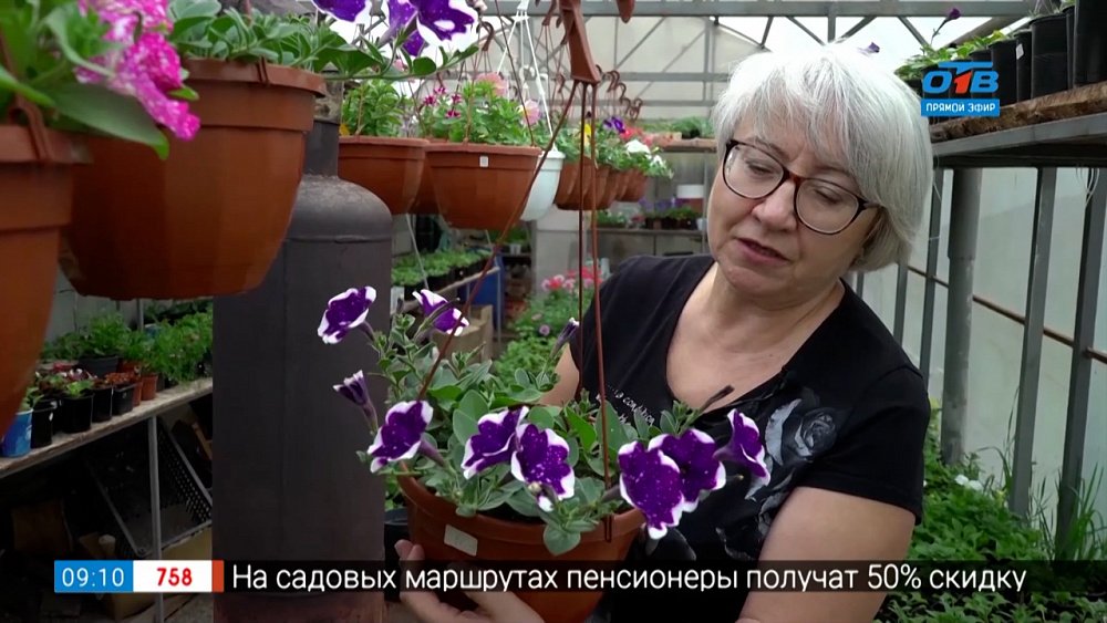 Руки садовода — «Звёздные» сорта петунии