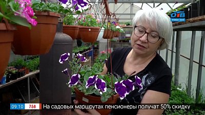 Руки садовода — «Звёздные» сорта петунии