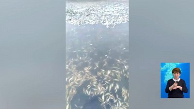 На озере Касарги массовый мор рыбы