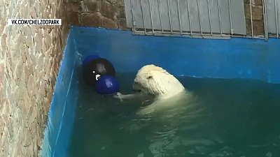 Белым медведям открыли бассейн