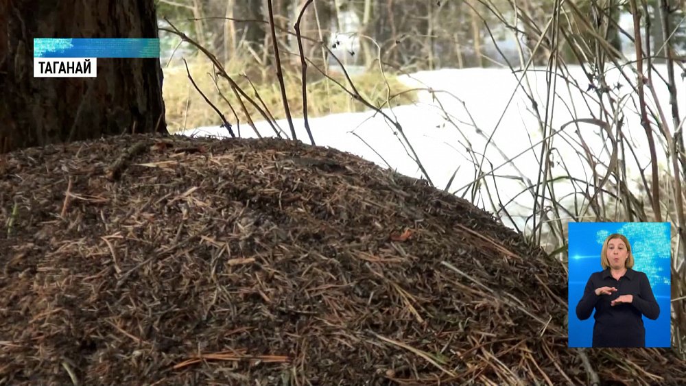 На Таганае проснулись муравьи