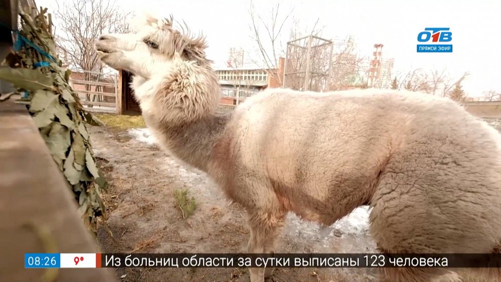 Живой репортаж — альпака на прогулке