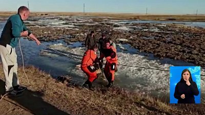 Сотрудники МЧС спасли телёнка