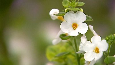 Сюжет «Цветущая усадьба»