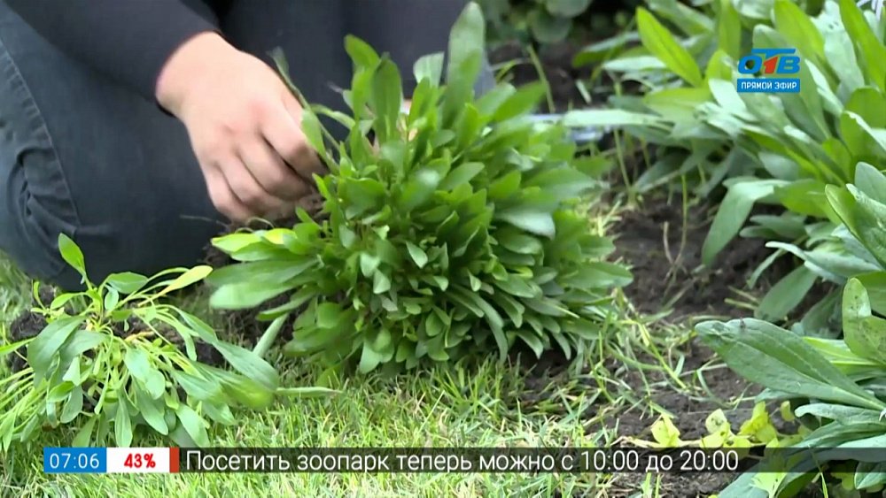 Сюжет «Что делать садоводу-новичку»