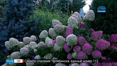 Сюжет «Дачники против садоводов»